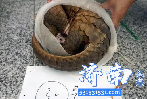 华南农业大学发现穿山甲是新型冠状病毒疫情的潜在中间宿主 华南农业大学发现穿山甲是新型冠状病毒疫情的潜在中间宿主