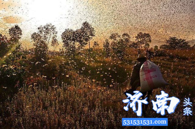 联合国粮农组织发布消息:25年最严重的千亿蝗灾蔓延非亚 联合国粮农组织发布消息:25年最严重的千亿蝗灾蔓延非亚