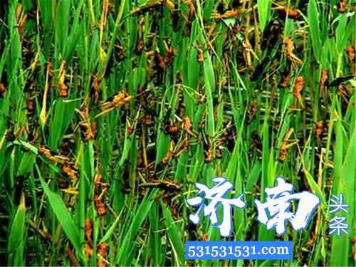 联合国粮农组织发布消息:25年最严重的千亿蝗灾蔓延非亚 联合国粮农组织发布消息:25年最严重的千亿蝗灾蔓延非亚