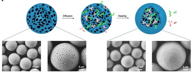中国科学院开发了治疗白血病的疫苗,可实现精准治疗 中国科学院开发了治疗白血病的疫苗,可实现精准治疗
