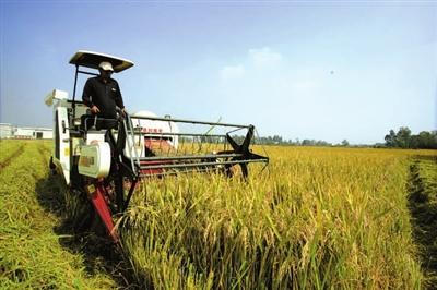 粮食生产连年丰收 产量稳定在1.3万亿斤以上 全面建成小康社会 粮食生产连年丰收 产量稳定在1.3万亿斤以上 全面建成小康社会