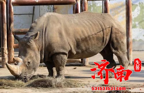 济南动物园动物饲养队队长:与动物日常相处,保育员亦“刚”亦“柔” 在猛兽身边,不允许打盹或分心 济南动物园动物饲养队队长:与动物日常相处,保育员亦“刚”亦“柔” 在猛兽身边,不允许打盹或分心