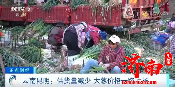 山东葱价“葱葱涨”?济南市场批发价稳定 山东葱价“葱葱涨”?济南市场批发价稳定