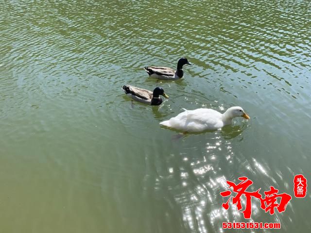 又一景点火了!济南“小九寨”,距市中心约30公里 门票92元 又一景点火了!济南“小九寨”,距市中心约30公里 门票92元