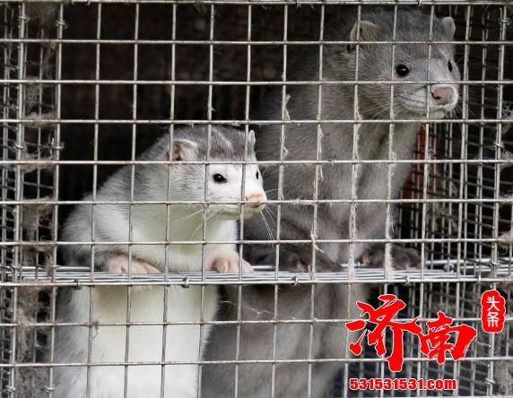 世界卫生组:尚无证据表明丹麦养殖貂的变异新冠病毒会影响未来新冠疫苗的效果 世界卫生组:尚无证据表明丹麦养殖貂的变异新冠病毒会影响未来新冠疫苗的效果