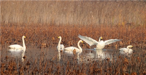 初雪、平流雾、雨后“金毯”…… 初冬的济南五彩斑斓,一起来感受这座城市的静谧之美! 初雪、平流雾、雨后“金毯”…… 初冬的济南五彩斑斓,一起来感受这座城市的静谧之美!