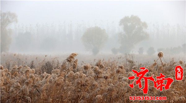 初雪、平流雾、雨后“金毯”…… 初冬的济南五彩斑斓,一起来感受这座城市的静谧之美! 初雪、平流雾、雨后“金毯”…… 初冬的济南五彩斑斓,一起来感受这座城市的静谧之美!