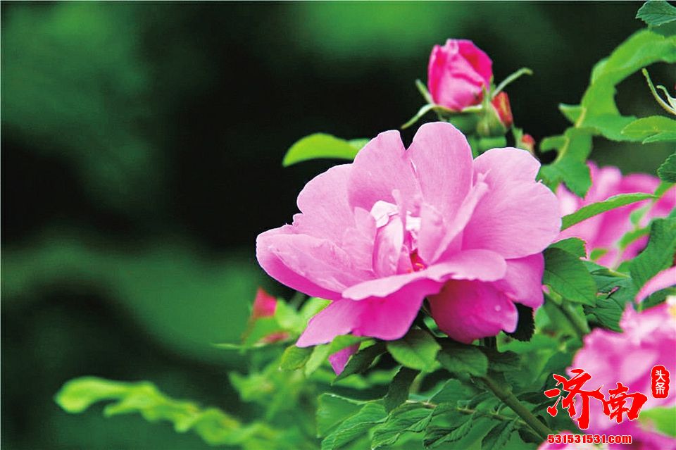 20天超长投票期充分征求济南市民意见建议 市花增选活动今日启动 荷花玫瑰期待“花开并蒂” 20天超长投票期充分征求济南市民意见建议 市花增选活动今日启动 荷花玫瑰期待“花开并蒂”