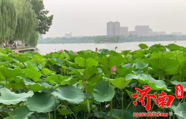 有多少小伙伴因为老舍的一片《济南的冬天》而对这里产生向往呢? 有多少小伙伴因为老舍的一片《济南的冬天》而对这里产生向往呢?