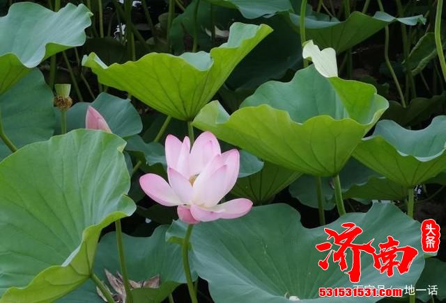 有多少小伙伴因为老舍的一片《济南的冬天》而对这里产生向往呢? 有多少小伙伴因为老舍的一片《济南的冬天》而对这里产生向往呢?