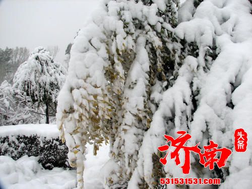 今冬首场“像样”的雪到了 今冬首场“像样”的雪到了