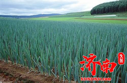 济南信息:“种葱能手”打破吉尼斯纪录后——“庄稼汉”研究经济学 济南信息:“种葱能手”打破吉尼斯纪录后——“庄稼汉”研究经济学