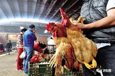 济南绕城高速内明年2月起禁活禽交易 违者最高罚3000元 济南绕城高速内明年2月起禁活禽交易 违者最高罚3000元