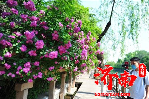 市花增选投票距离结束还有3天时间 60万人次支持玫瑰成为济南第二市花 市花增选投票距离结束还有3天时间 60万人次支持玫瑰成为济南第二市花