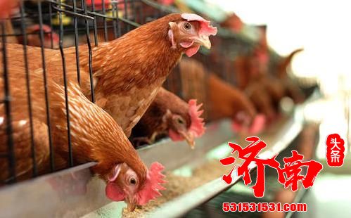 香港暂停进口波兰部分地区禽肉及禽类产品 香港暂停进口波兰部分地区禽肉及禽类产品