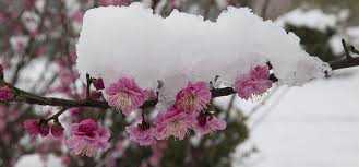 昨迎牛年首雪,济南今明回温 昨迎牛年首雪,济南今明回温