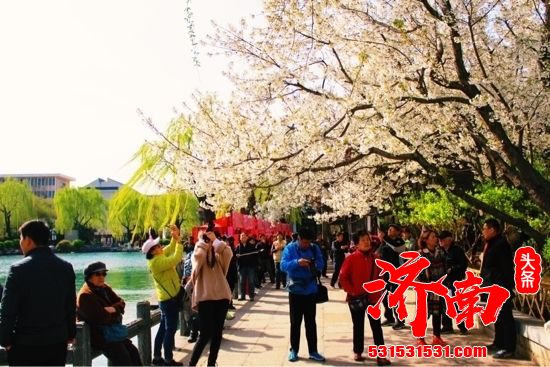 五龙潭的早樱开啦!想赏花的市民记得先网上预约 五龙潭的早樱开啦!想赏花的市民记得先网上预约