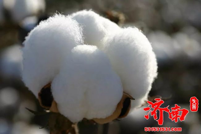 新疆官员提出这三个反问: 针对西方反华势力制裁“新疆棉” 新疆官员提出这三个反问: 针对西方反华势力制裁“新疆棉”