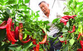 贵州遵义:火红的辣椒映出红红火火的日子