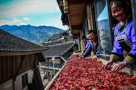 贵州遵义:火红的辣椒映出红红火火的日子