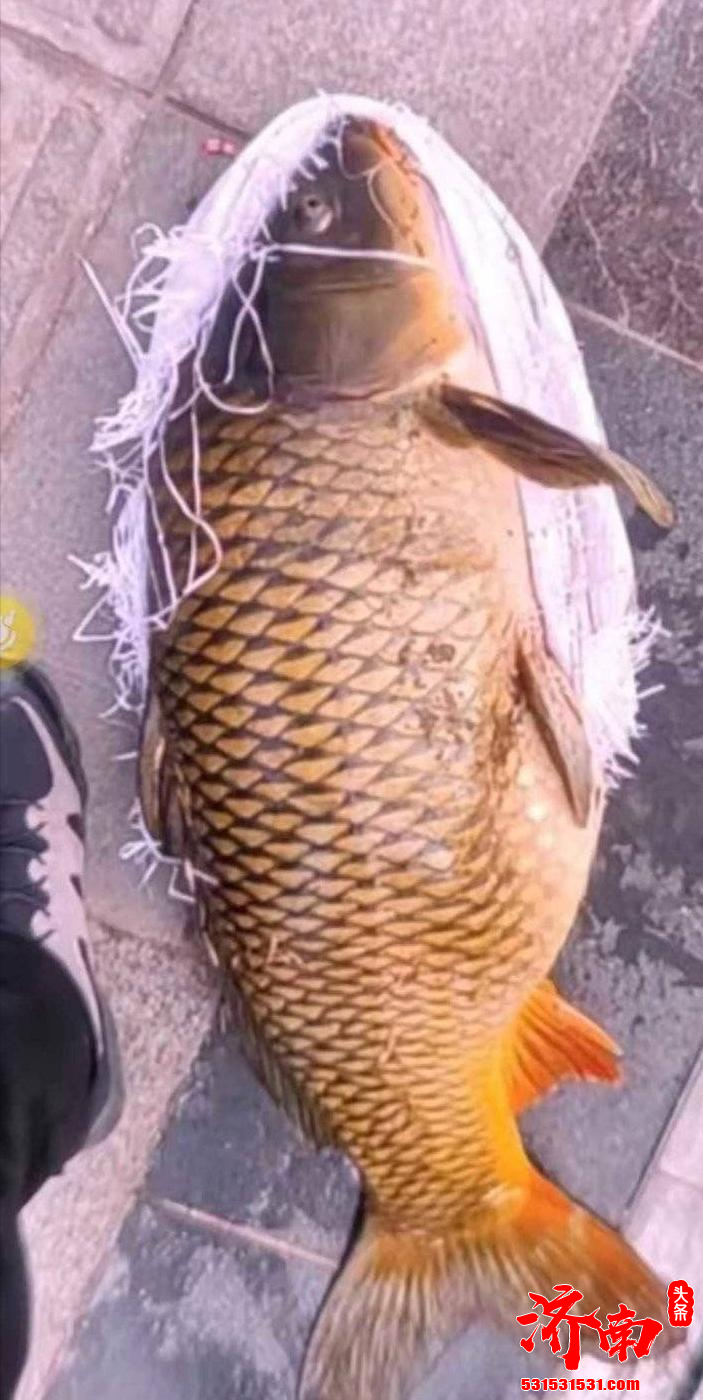 济南一男子大明湖内偷盗一条20多斤鲤鱼被行拘