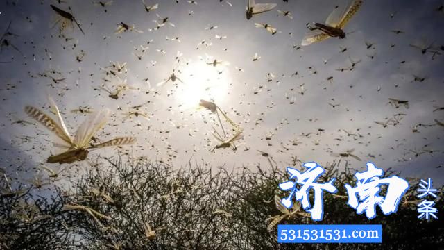 国家农业局发出沙漠蝗灾害预警20架无人机等待灭蝗作业