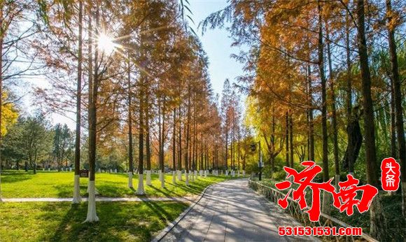 济南的秋天有多美？随手拍一张都是壁纸！