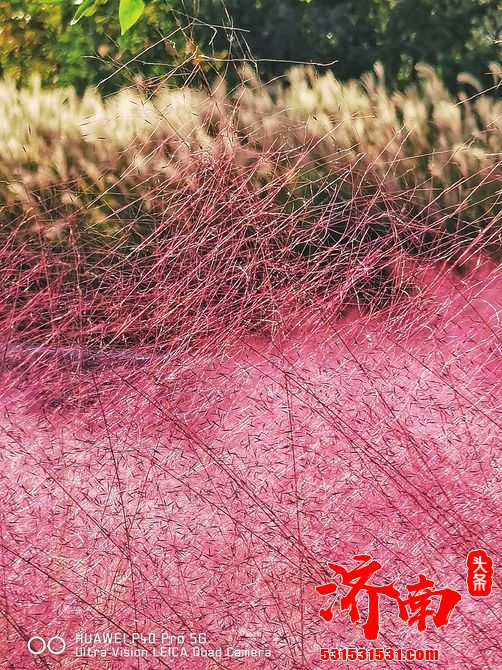 一封来自济南秋天的邀请信 黄河岸边披金衣 千亩银杏惹人醉