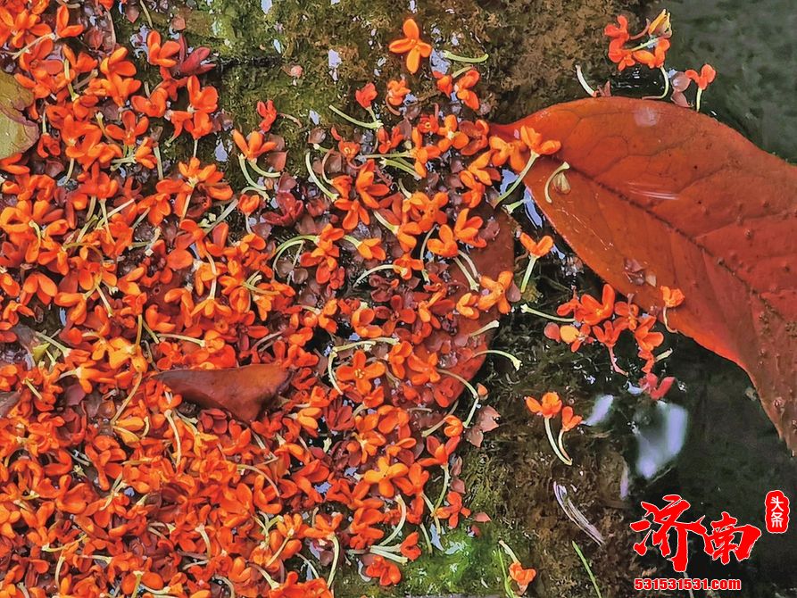 一封来自济南秋天的邀请信 黄河岸边披金衣 千亩银杏惹人醉