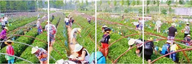 看过济南长清的秋天，其他的就都成了将就！