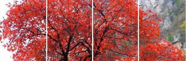 看过济南长清的秋天，其他的就都成了将就！