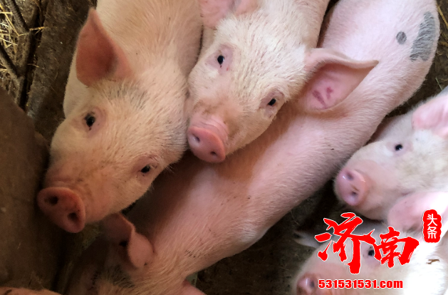 不用参与资本养猪 免得一哄而起、一哄而