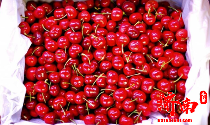 全球车厘子产量主要集中在智利 智利每年大概有接近90%的车厘子销往中国