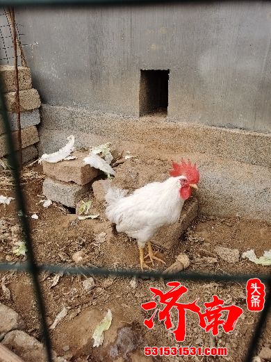 济南物价春节高位回落 鸡蛋蔬菜涨幅缩小 储备调节作用显著