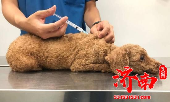 俄罗斯注册全球首支动物新冠疫苗