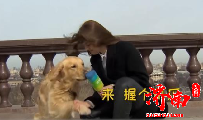 被逗笑了！记者直播时被狗狗抢走话筒 随后开始追狗大战