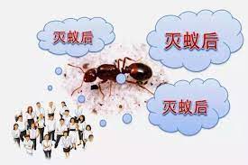 红火蚁在部分省区传播速度加快，村民被红火蚁咬后休克