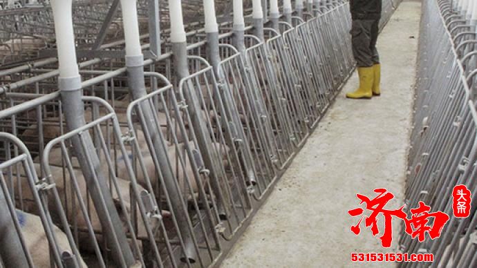 新疆兵团第四师发生一起非洲猪瘟疫情：发病33头，死亡6头 